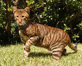 Tiger und Toyger :-) 59436779