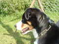 mei Hund:-) 34001790