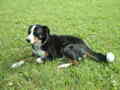 mei Hund:-) 34002033