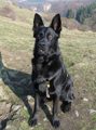 Meine Hunde Bella und Carlos 32362023