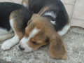 Lewi Baby Beagle 32769637