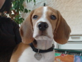 Lewi Baby Beagle 32770450