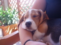 Lewi Baby Beagle 32770455