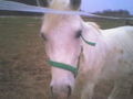 .............³³³my SwEeT pOnYs³³³....... 51647192