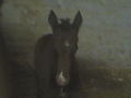 .............³³³my SwEeT pOnYs³³³....... 51647207