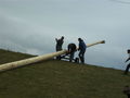 Maibaum aufstellen 37595421