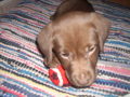 My new DOG(2007griagt) 34050379