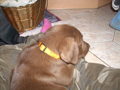 My new DOG(2007griagt) 34050488