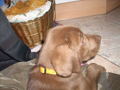 My new DOG(2007griagt) 34050491