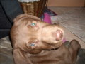 My new DOG(2007griagt) 34050495