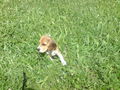 i UnD MeI hUnD!!!!!!!!!!!!! 45207600