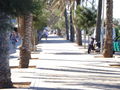 Palma de mallorca 2008 43346838