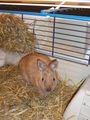 Pauli u. Kleo(patra) 46206536