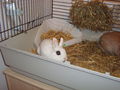 Pauli u. Kleo(patra) 46206600