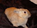 Pauli u. Kleo(patra) 46206642