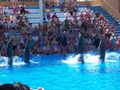 Mallorca 8.7.09-15.7.09 MARINELAND 63803737