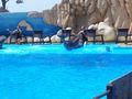 Mallorca 8.7.09-15.7.09 MARINELAND 63803899