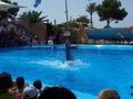 Mallorca 8.7.09-15.7.09 MARINELAND 63804206