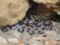 mei terrarium  snake leopardengeckos 46762625