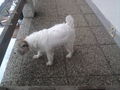 Mein Hund!! 72350888