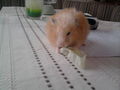 Mei Hamster!!Homa eingschläfert!! 72370696