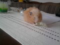 Mei Hamster!!Homa eingschläfert!! 72370705