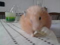 Mei Hamster!!Homa eingschläfert!! 72370716