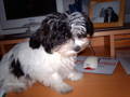 Das bin ich Puppy!!! 33360946