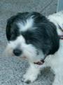 Puppy und Tommy 33362901