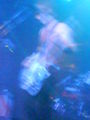 Cinema Bizarre - Konzert am 22.4.2008 37666413