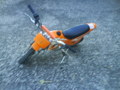 Moped`s 33697983