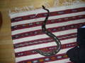 my snake and i and my barto 1 and I  34203047