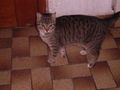 i und meine katzen 35982611