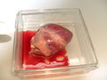 ?ein schweinchen namens fladimir? 60636465