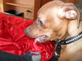 stella 71975328
