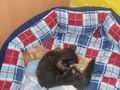 ♥Kiara & Simba♥ 64506631