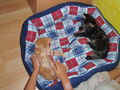 ♥Kiara & Simba♥ 64506970