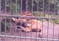 TieRpARk 62430960