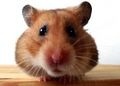 HAMSTER 36523771