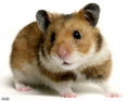 HAMSTER 36523773