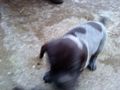 Neuer Hundi 74686515