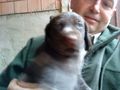 Neuer Hundi 74686543