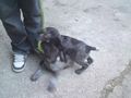 Neuer Hundi 74686556