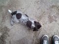 Neuer Hundi 74686571