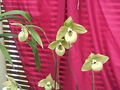 Orchideenausstöllung 56643560