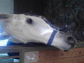 My Horse 35321786