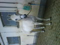 My Horse 46330816