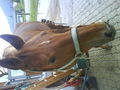 My Horse 46330844