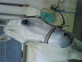 My Horse 46330853