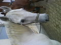 My Horse 46330864